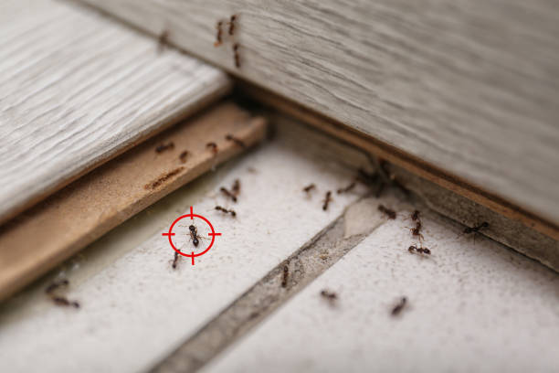 Best Emergency Pest Control  in Round Lake Heights, IL
