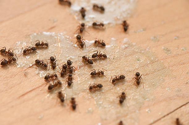 Round Lake Heights, IL Pest Control Company